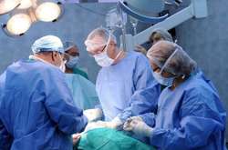 У Росії будуть трансплантувати людям органи від тварин