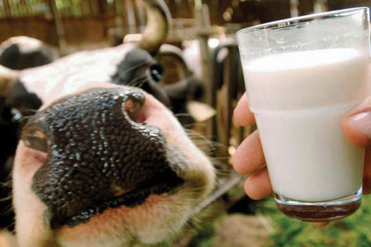 В Україні цьогоріч зменшилося виробництво молока