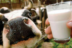 Найбільше молока у січні-вересні 2019 року виробили у Вінницькій області