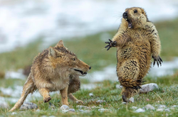 Лучшее фото дикой природы за 2019 год