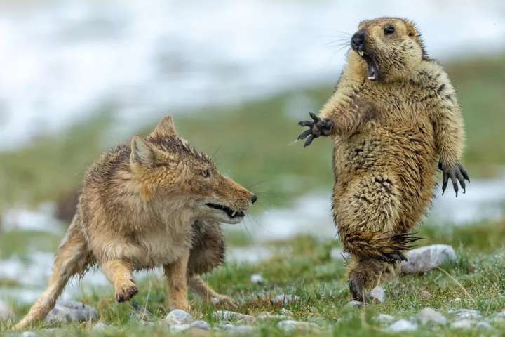 Обурений бабак проти хитрої лисиці. Найкраще фото дикої природи за 2019 рік