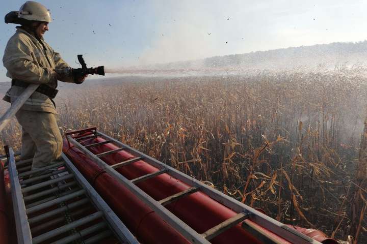 На Київщині згоріло кукурудзяне поле (фото)