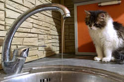 Згідно зі статистикою Центрів із контролю і профілактики захворювань США, 20% хвороб харчового походження «підхоплені» вдома