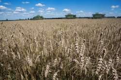 Ukrlandfarming: Інновації підвищують врожайність посівів