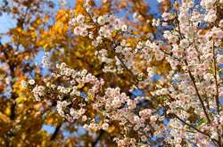 Киев аномальный: в столице массово расцветают деревья