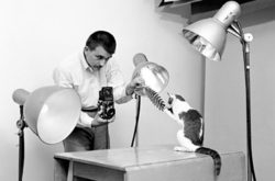 Лучшие работы Уолтера Чандохи, который 75 лет фотографировал кошек