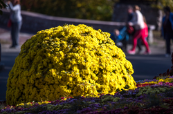 Кличко показав киянам і гостям столиці квіткове сузір’я на Співочому полі (відео)