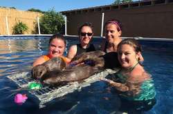 Купание с выдрами - лучший способ снять стресс и усталость после трудового дня