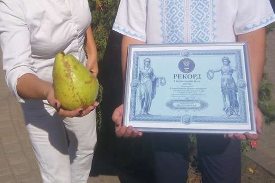 Найбільша груша в Україні важить понад кілограм (фото)