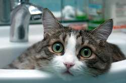 До кінця тижня у Києві відключатимуть воду (графік)