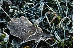 На зміну туманам у Київ прийде похолодання і мокрий сніг