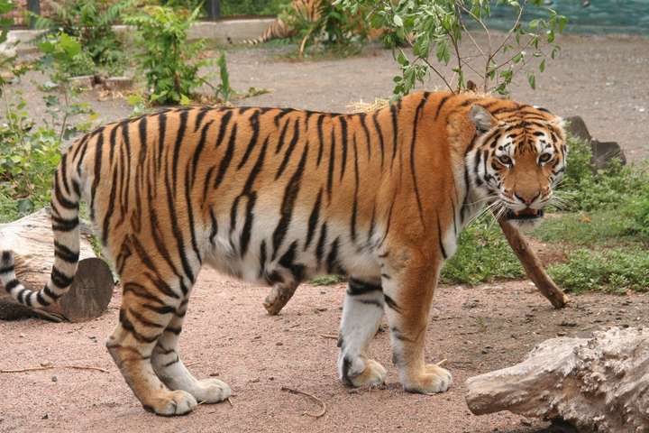 В Одеському зоопарку оселився новий мешканець