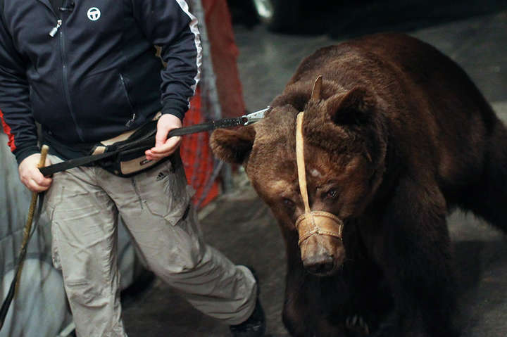 У РФ цирк звинуватив глядачів у нападі ведмедя на дресирувальника