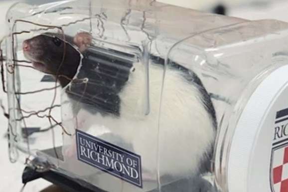 Вчені навчили щурів їздити на автомобілі (відео)