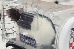 Фахівці створили для гризунів спеціальні міні-машинки, керовані важелями