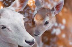 Опубликованы кадры животных, которые нежно и трогательно любят