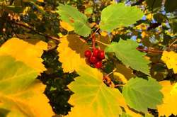 Бабине літо завершується: прогноз погоди на 26 жовтня