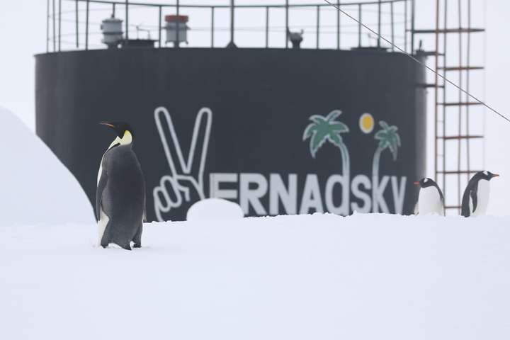 До українських науковців в Антарктиді завітав імператорський пінгвін (фото)