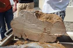  Коріння викопних коралів в Омані 