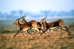 Украина начнет экспортировать в Китай антилоп