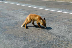 Дика тварина вирішила прогулятися вулицями Запоріжжя (відео)