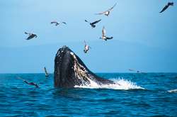 Рвота кашалота сделала из бедного тайского рыбака богатого человека