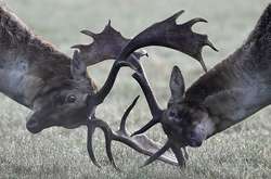 Братья наши меньшие: как олени сражаются за внимание самок