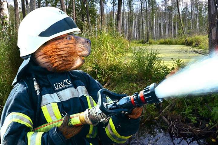 В Україні вирішили боротися з пожежами за допомогою бобрів