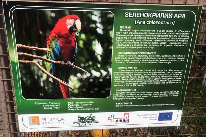 Із зоопарку в Луцьку вкрали двох папуг ара