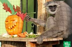 Звери Киевского зоопарка празднуют Хеллоуин (фото)