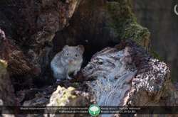 Фотографии Карпат попали в топ-10 международного конкурса Википедии