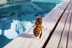 Первая пчела-инфлюенсер спасает свой вид (фото)