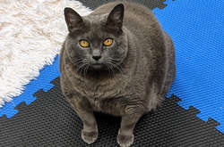 Кошка Синдерблок страдает ожирением и очень не хочет заниматься спортом