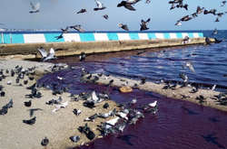 В окупованій Феодосії море стало фіолетовим (фото)