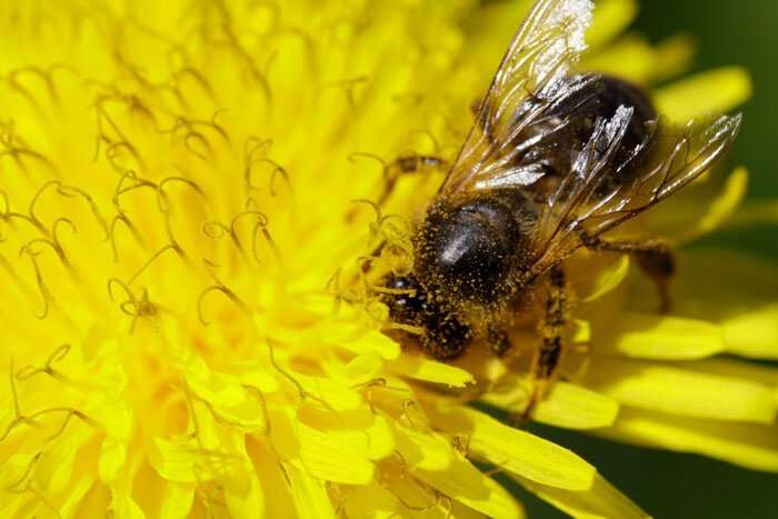 Бджоли дають людям мед, віск, прополіс, а також є основними запилювачами рослин - Бджоли визнані найважливішими істотами на Землі