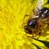 Бджоли дають людям мед, віск, прополіс, а також є основними запилювачами рослин