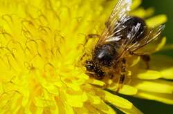 Бджоли дають людям мед, віск, прополіс, а також є основними запилювачами рослин