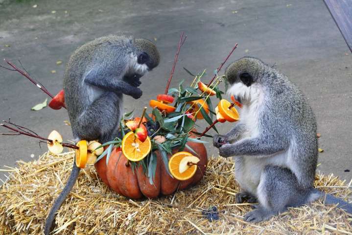 День гарбуза: осіннє свято в Одеському зоопарку