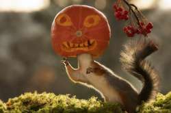 Кумедні фото білок, присвячені Хеллоуїну