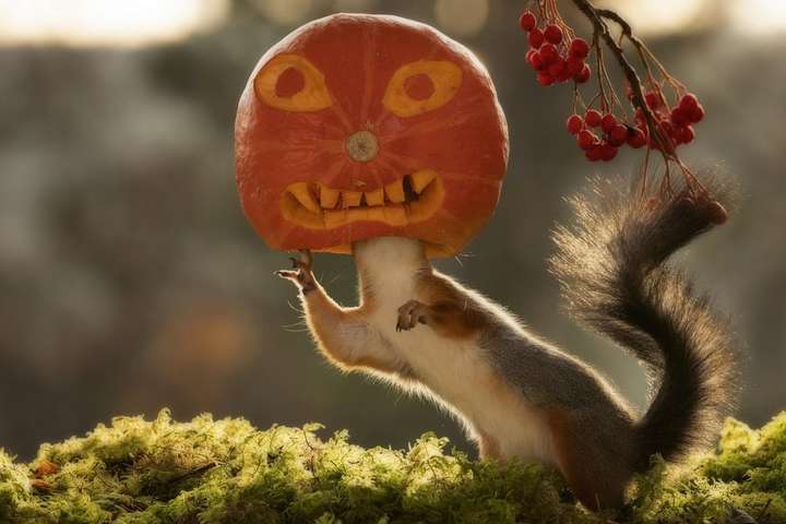 Забавные снимки белок к Хэллоуину, сделанные фотографом из Швеции