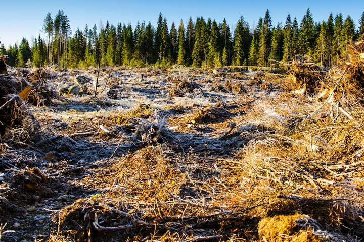 Рада заборонила вирубку ялицево-букових лісів на схилах гір у Карпатах