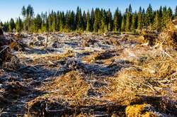 Рада заборонила вирубку ялицево-букових лісів на схилах гір у Карпатах