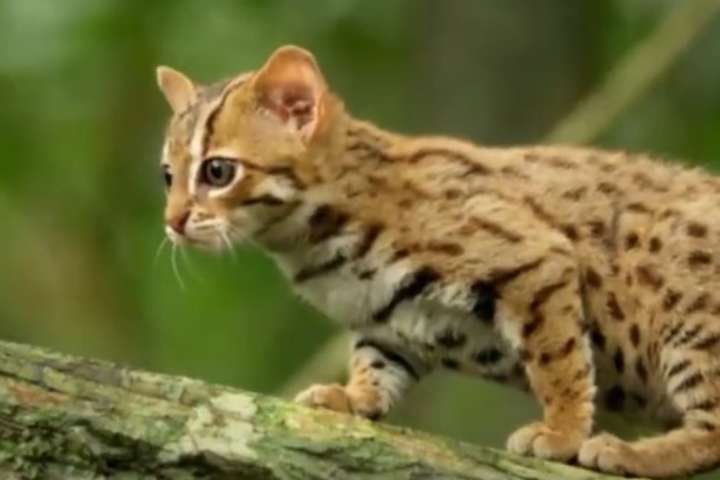 В Індії знайшли рідкісну кішку, яка є найменшим представником свого виду (ВІДЕО)