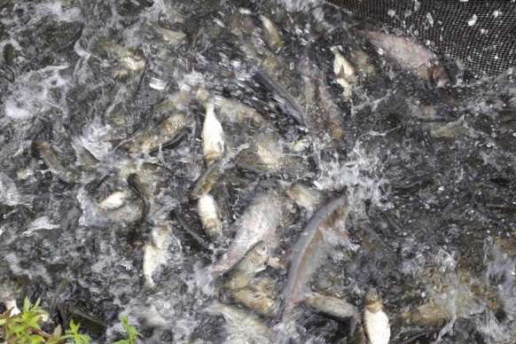 У Ладижинське водосховище запустили понад 11 тонн риби