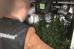 У постачальника  виявлено «плантацію» кущів коноплі у квартирі 