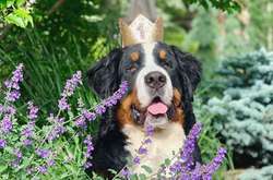 Фото: instagram.com/kittythebernese/