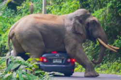 В Таиланде 7-тонный слон прилег отдохнуть на авто с туристами