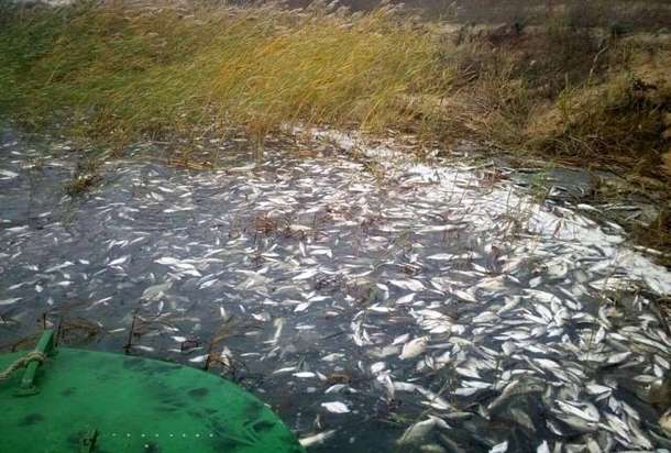 На Херсонщині масово гине риба в Дніпрі