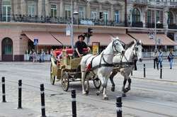 Во Львове временно запретили катать людей на лошадях