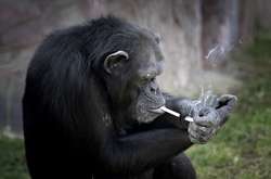 Шимпанзе в китайском зоопарке докуривает сигареты за посетитеями